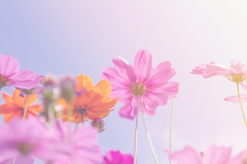 Cosmos beauty flowers