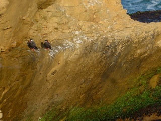 Two birds on a small cliff ledge above the water in the afternoon sun. 