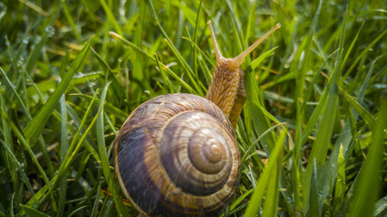 Close up of a snail