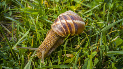 Close up of a snail