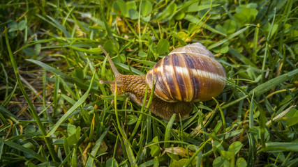 Close up of a snail