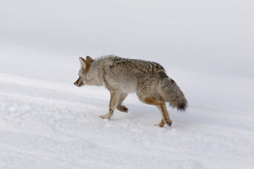 Obraz premium Coyote, Winter, Yellowstone NP
