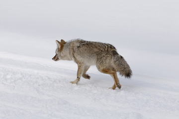 Fototapeta na wymiar Coyote, Winter, Yellowstone NP