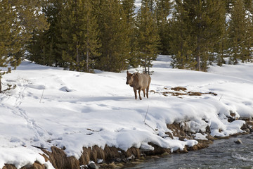 Elk near River, Winter, Yellowstone NP