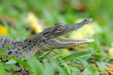 Close-up of a Black Caiman profile with open mouth against defocused background