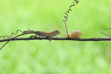lizard facing snail on a branch, green background
