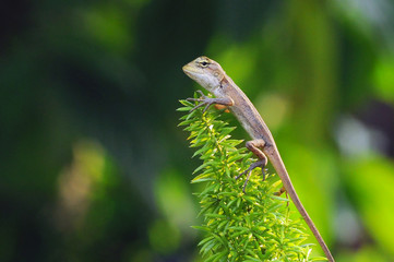 Oriental garden lizard or changeable lizard (Calotes versicolor) lying lazily on a tree in a green natural background.