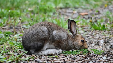 Wild rabbit eating clover