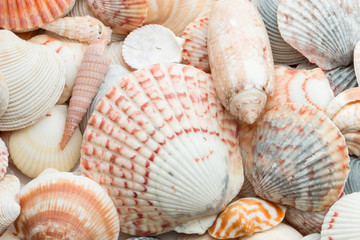 Colorful seashells in a group.