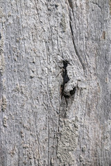 Plaster attached on old grungy wood planks background texture. Wooden texture.