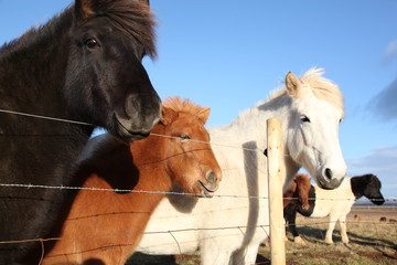 Friendly Icelandic horses against fence