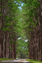Pine forest