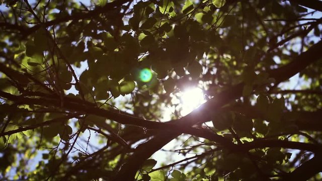 Color Graded sunlight coming through the leaves of hipster evening forest