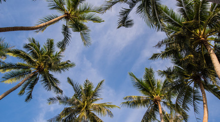 Obraz na płótnie Canvas coconut palm tree on the beach of thailand, coconut tree with blur sky on the beach for summer concept background.