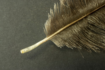 Macro zoom image of a ostrich feather  on dark background