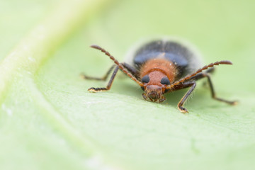 Super macro beetle on green leaf