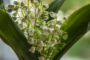 Lilies of the valley in spring. Beautiful bouquet of flowers may-lily