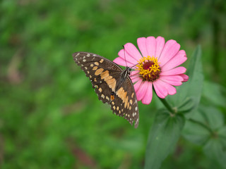 Fototapeta na wymiar Butterfly on the Zinnia flower