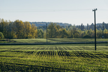 Countryside field by springtime morning. Meadow with young green shoots