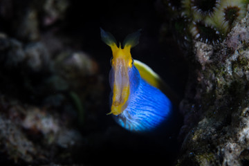 Fototapeta na wymiar Blue Ribbon Eel in Dark Coral Crevice