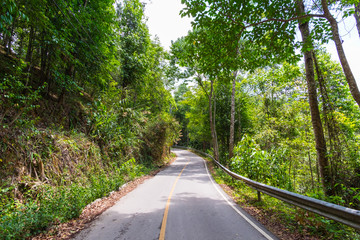 Fototapeta na wymiar Road in the jungle at Baan Mae Kam Pong, Chiangmai, Thailand
