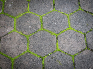 Texture of pavement tile, Growing of small plant on brick walkway