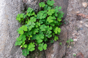 green leave clover