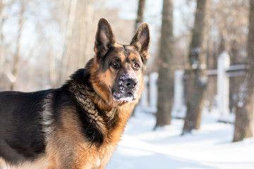 Dog german shepherd in a winter day