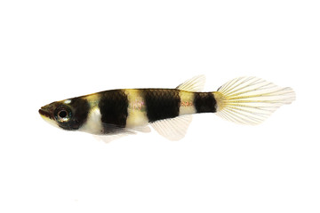 Clown killi banded panchax killifish fish Female Epiplatys annulatus tropical aquarium fish
