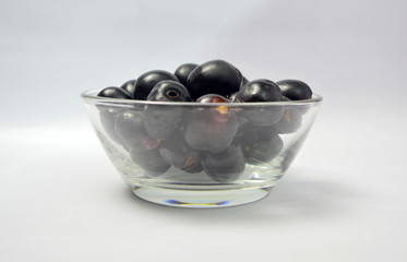 Black Berry or Java Plum on Bow