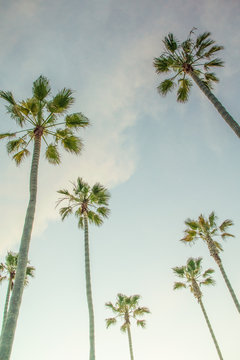 Palm Trees at Sunset in Newport Beach 