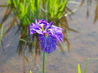 花菖蒲