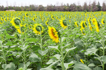 Sunflower field