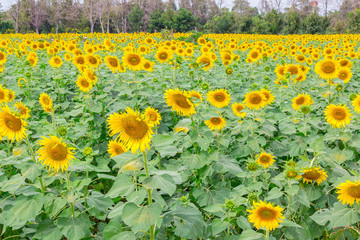 Sunflower field