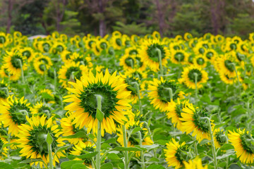 Sunflower field