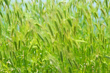 Green grass texture