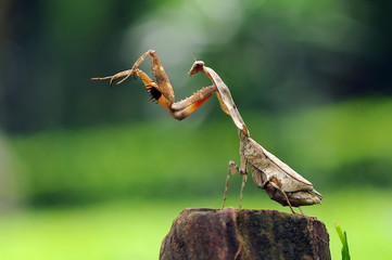 mantis,