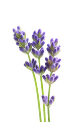 Obraz premium flowers of lavender on a white background