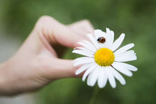 マーガレットにとまったテントウムシ