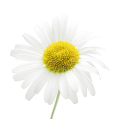 flower of daisy on a white background