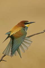Obraz premium European bee-eater (Merops apiaster) stretching a wing