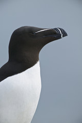 Razorbill (Alca torda)