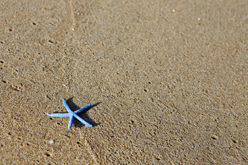 starfish 