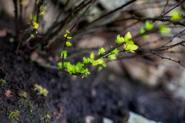 the first green leaves of spring herb Spring