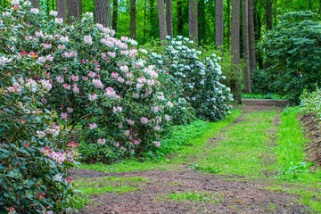 Blooming rhododendron bushes