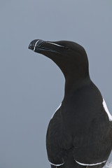 Razorbill (Alca torda)
