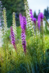 bright blooming Liatris squarrosa. flower liatris. summer blooming field.