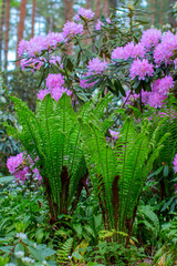 Obraz premium Blooming rhododendron bushes