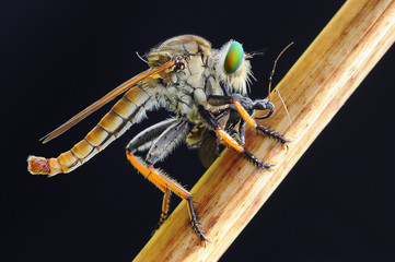 robber flies in the garden