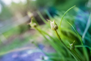 green onion. flowering onions. fresh herbs. green grass. tender lilac morning. inflorescence of...